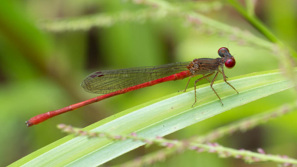 Telebasis digiticollis (Marsh Firetail) male-4.jpg